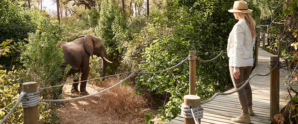 Victoria Falls River Lodge Elephant from the Walkway