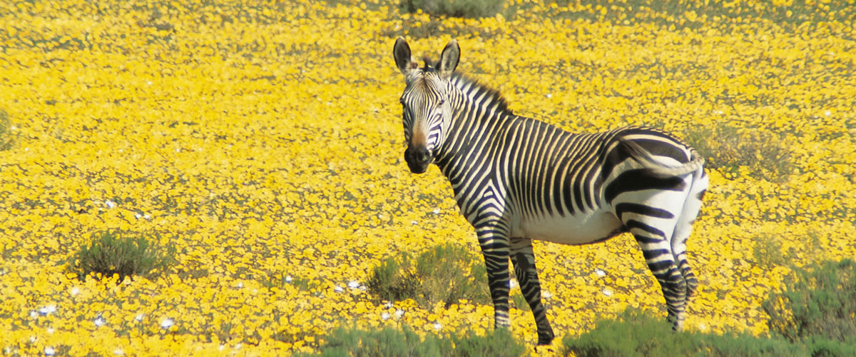 Bushmans Kloof Zebra in the Wild Flowers