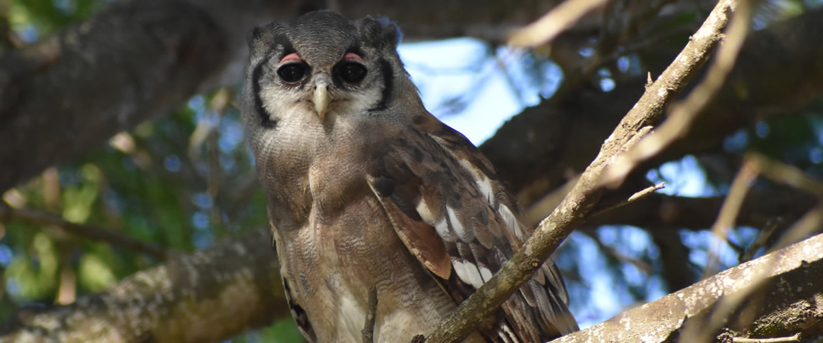 Verreaux's Eagle Owl