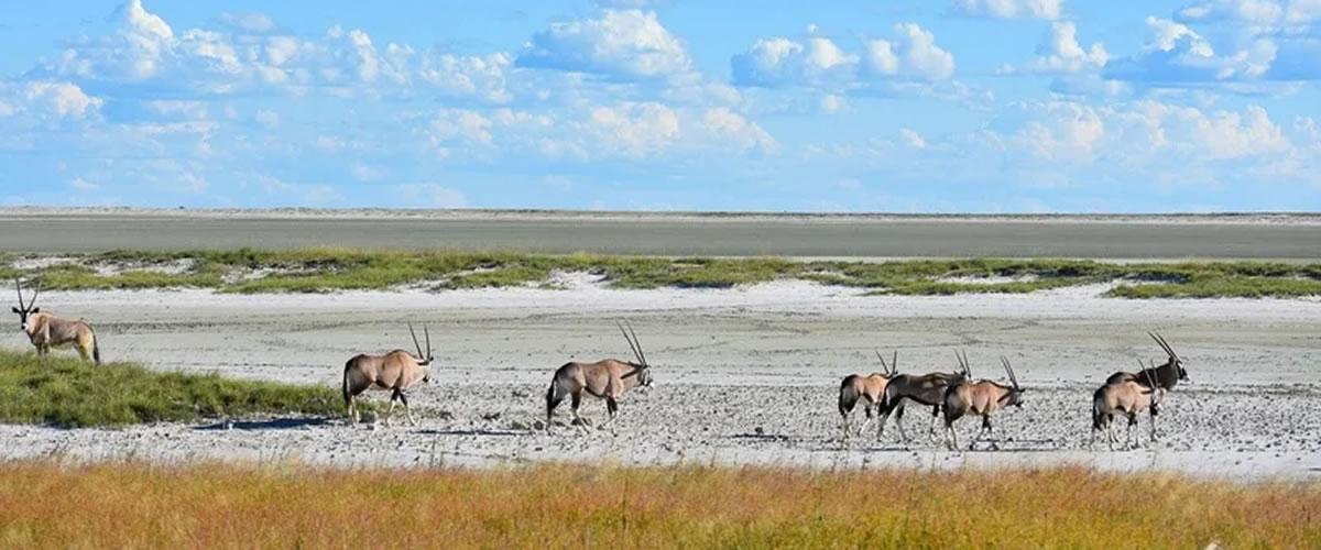 Mokuti Etosha