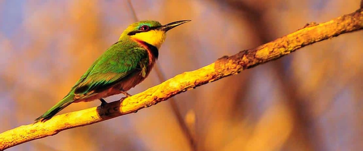 Royal Zambezi Little Bee-eater