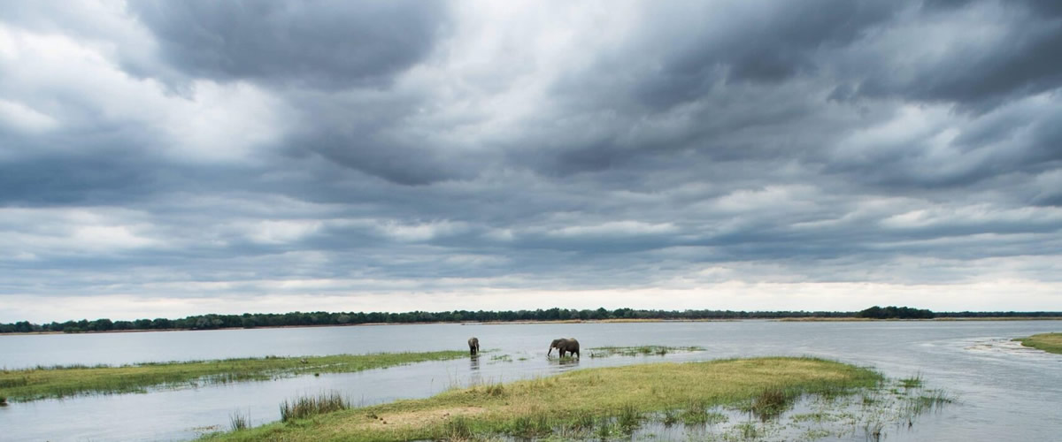 Royal Zambezi 