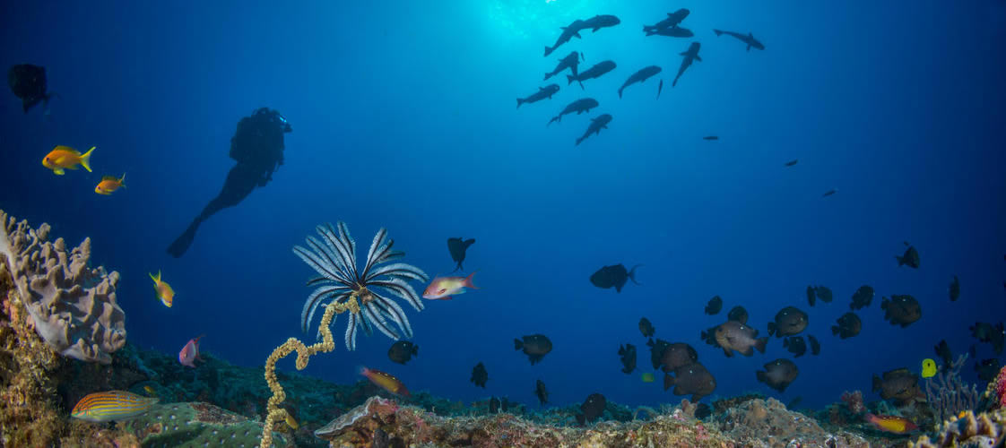 White Pearl Diving