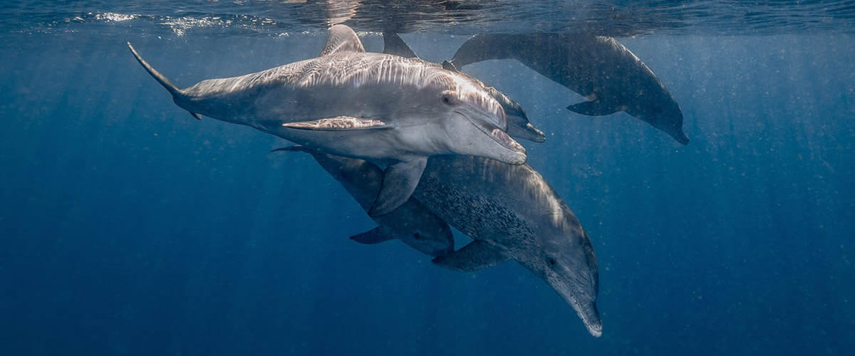 Swimming with dolphins at White Pearl - Mozambique