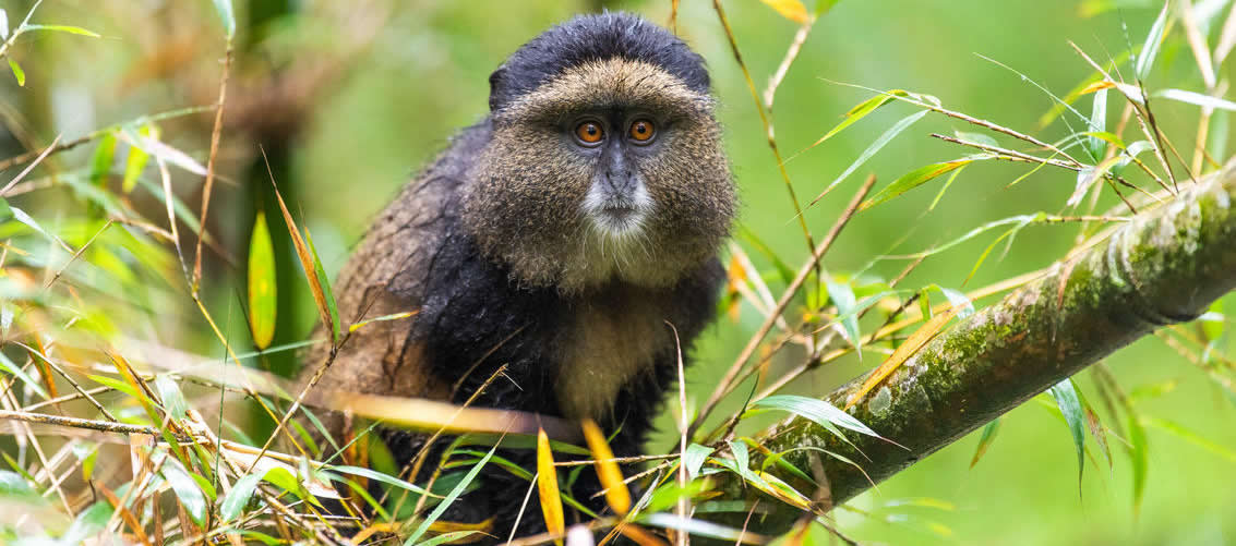 Wilderness Sabyinyo Rwanda - Golden Monkey