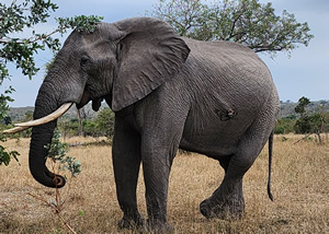 Wounded elephant at Leopard Hills