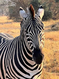 Leopard Hills Zebra