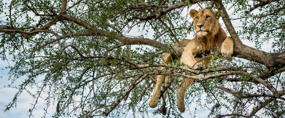 Singita Grumeti Reserve