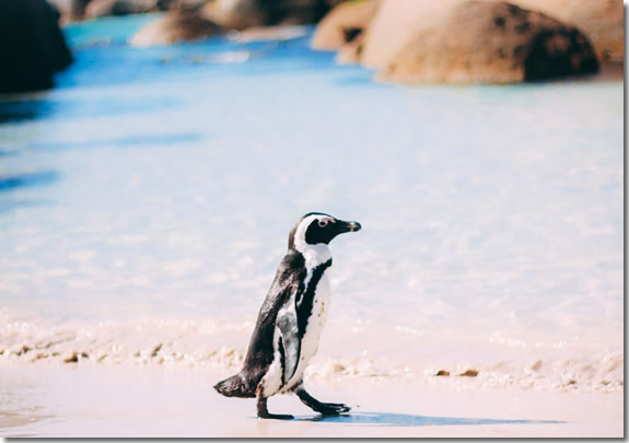 Penguins at Boulders Beach