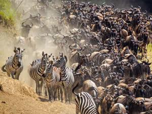 The Great Migration