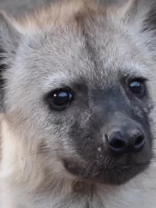 Hyena at Misava Safari Camp - Klaserie