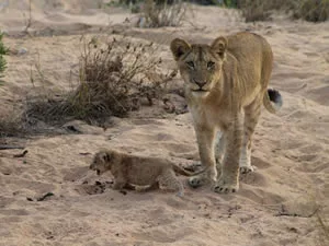 Lion Cub and Mom at Misava in the Klaserie