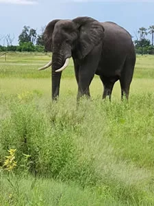 Xigera Eelphant - Botswana Delta