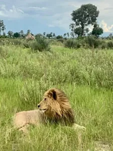 Xigera Lion - Botswana Delta