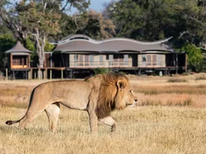Xigera Suite with Lion - Botswana Delta
