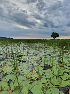 Xigera Waterway - Botswana Delta